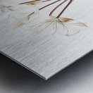 Crinum erubescens illustration  Metal print