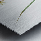 Ixia longiflora illustration  Metal print