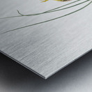 Daffodil illustration  Metal print