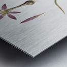 Spring meadow saffron illustration  Metal print