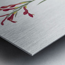 Gladiolus cunonius illustration  Metal print