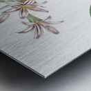 Amaryllis illustration  Metal print