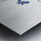 Barbary Nut illustration  Metal print