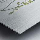 Albuca illustration Metal print