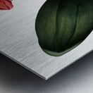 Blood lily illustration  Metal print