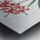 Guernsey lily illustration  Metal print