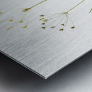 Allium straitum illustration  Metal print