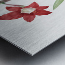 Hippeastrum illustration  Metal print