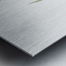 Galaxia ixiaeflora illustration  Metal print