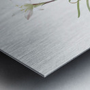 Rain lily illustration  Metal print