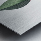 Koemferia longa illustration  Metal print