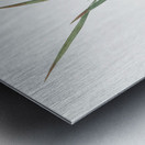 Gladiolus inclinatus illustration  Metal print