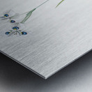 Vieusseuxia glaucopis illustration  Metal print