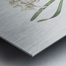 Sea daffodil illustration  Metal print