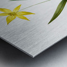 Tulipa celsiana illustration  Metal print