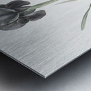 Mourning iris illustration  Metal print