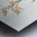 Gladiolus cuspidatus illustration  Metal print