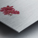 Ixia filiformis illustration  Metal print