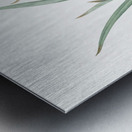 Fortnight lily illustration  Metal print