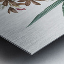 Limodorum tankervilleae illustration  Metal print