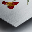 Tiger flower illustration  Metal print