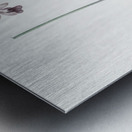 Epidendrum bifidum illustration  Metal print