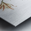 Amaryllis Broussonetii illustration  Metal print