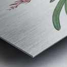 Boat orchid illustration  Metal print