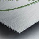 Albuca cornuta illustration  Metal print