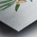 Lachenalia pendula illustration  Metal print