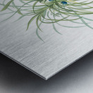 Convallaria japonica illustration  Metal print