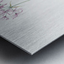 Amaryllis undulata illustration  Metal print