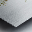 Arabian starflower illustration  Metal print