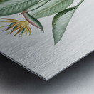 Bird of paradise illustration  Metal print