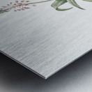 Lachenalia lanceaefolia illustration  Metal print