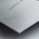 Spiderwort illustration  Metal print