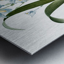 Iris fimbriata illustration  Metal print