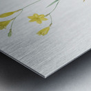 Ixia bulbifera illustration  Metal print