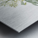 Pleomele illustration  Metal print