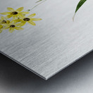 Ixia fusco citrina illustration  Metal print