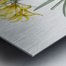 Golden Hurricane Lily illustration  Metal print