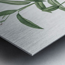 Maranta arundinacea illustration  Metal print