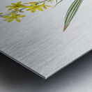 Wachendorfia thyrsiflora illustration  Metal print