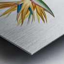 Bird of paradise illustration  Metal print