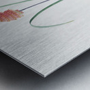 Veltheimia abyssinica illustration  Metal print