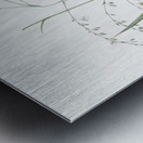 Veltheimia abyssinica illustration  Metal print