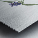 Virginia spiderwort illustration  Metal print