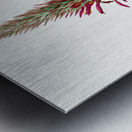 Pitcairnia latifolia illustration  Metal print