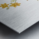 Pitcairnia latifolia illustration  Metal print