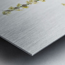 Pale yellow eyed grass illustration  Metal print